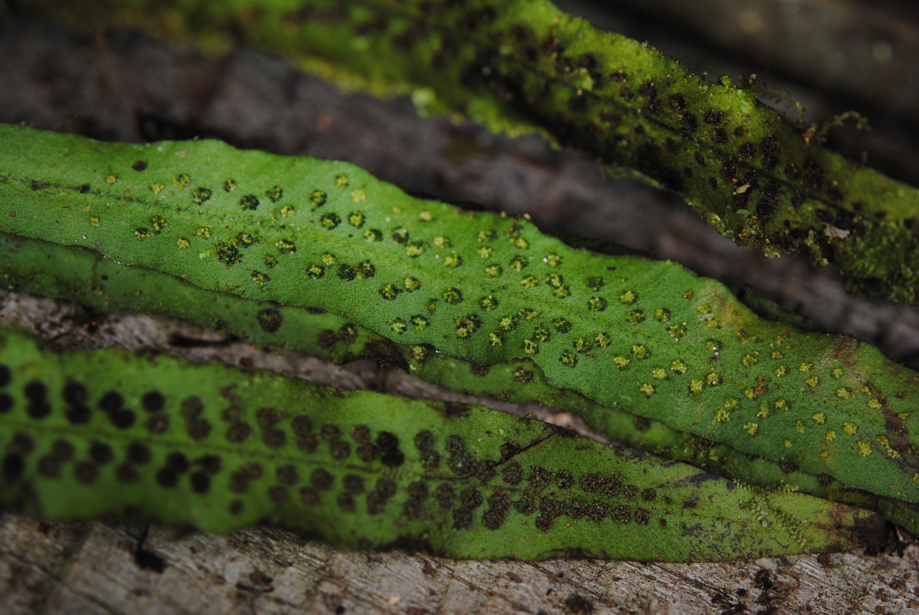 Oreogrammitis torricelliana