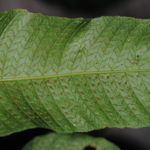 Abacopteris philippinarum