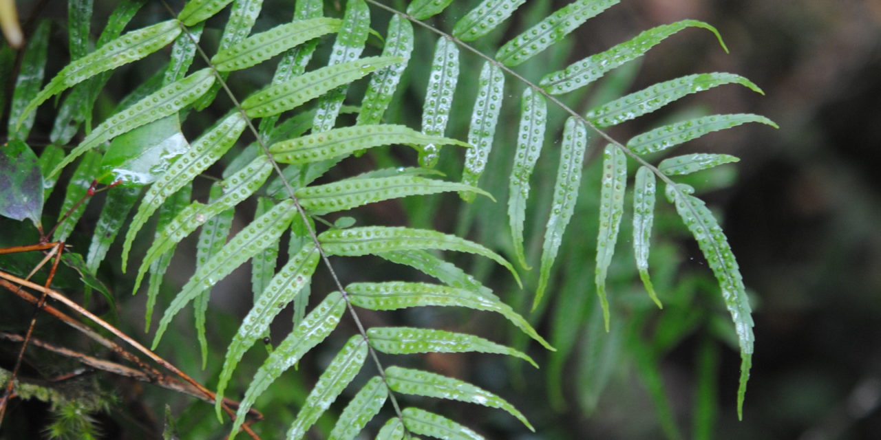 Goniophlebium serratifolium