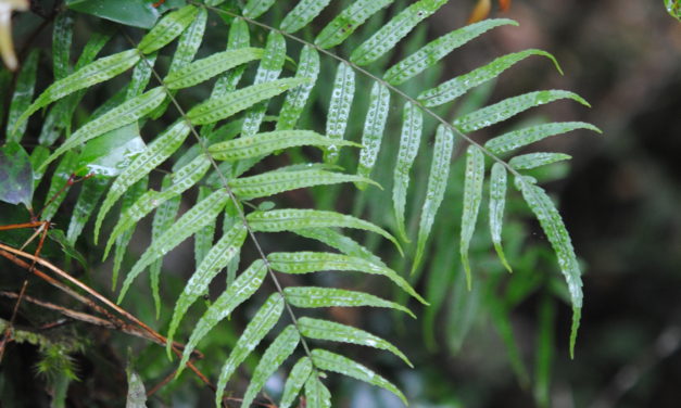 Goniophlebium serratifolium