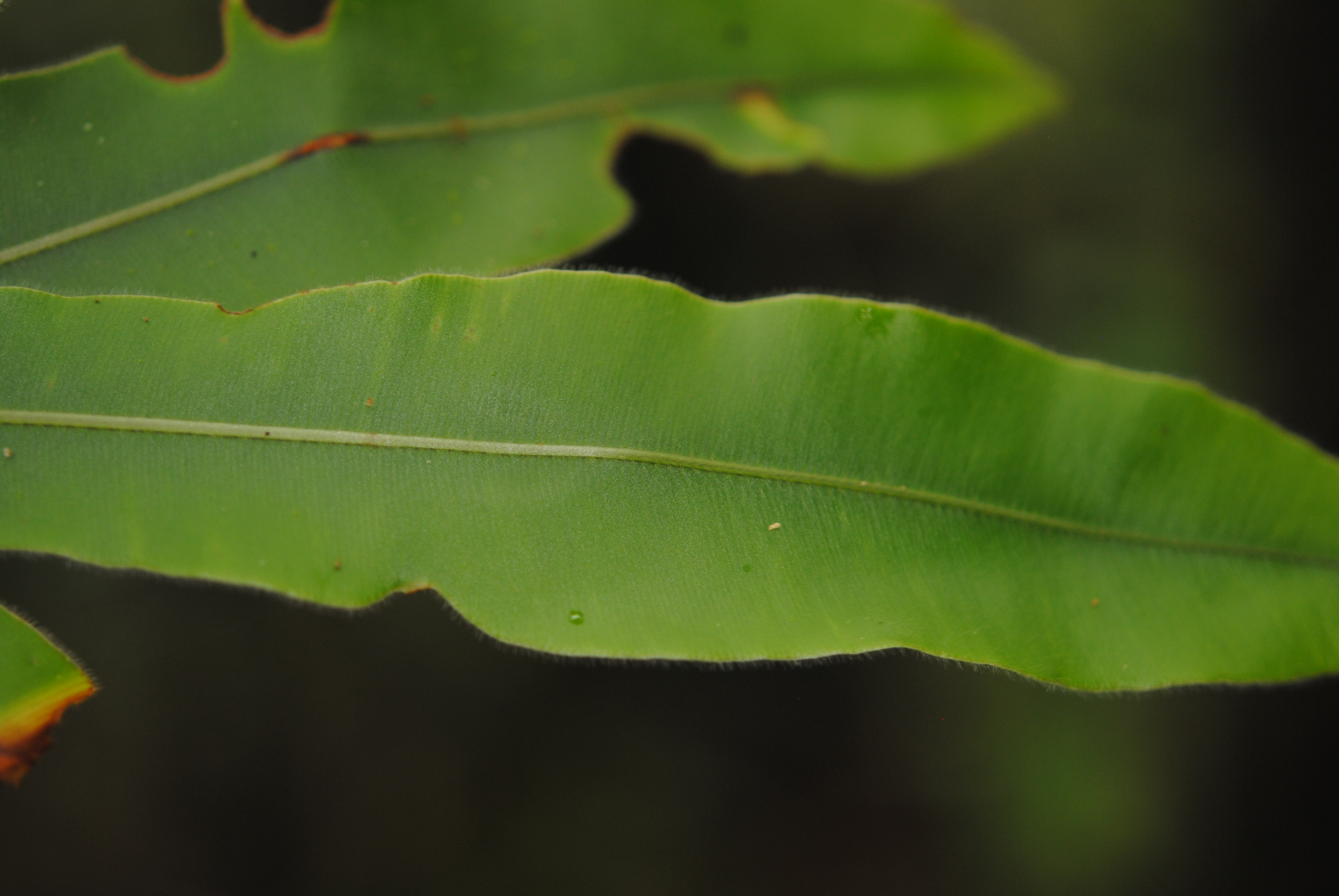 Oleandra Neriiformis Sl Ferns And Lycophytes Of The World