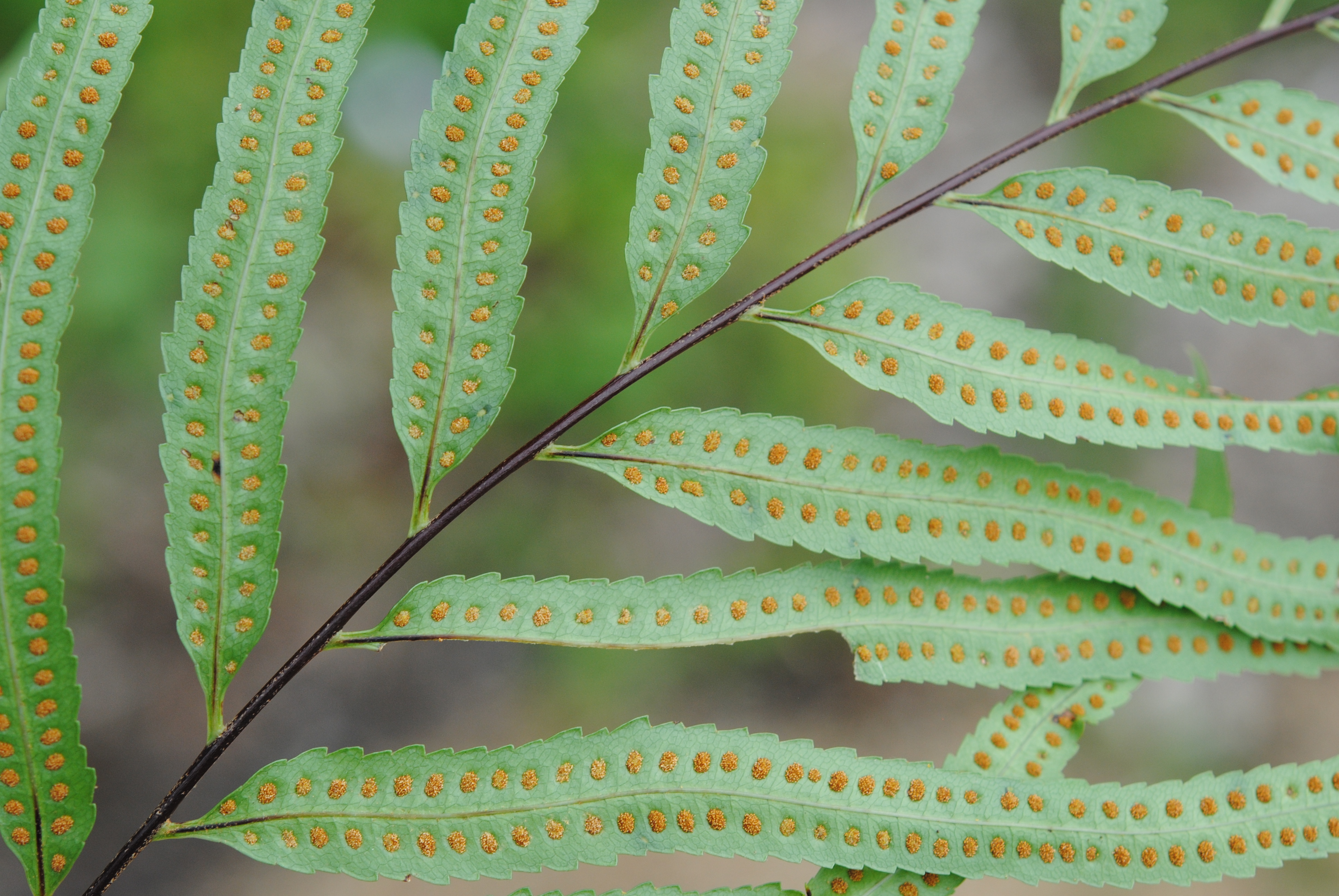 Aglaomorpha rigidula