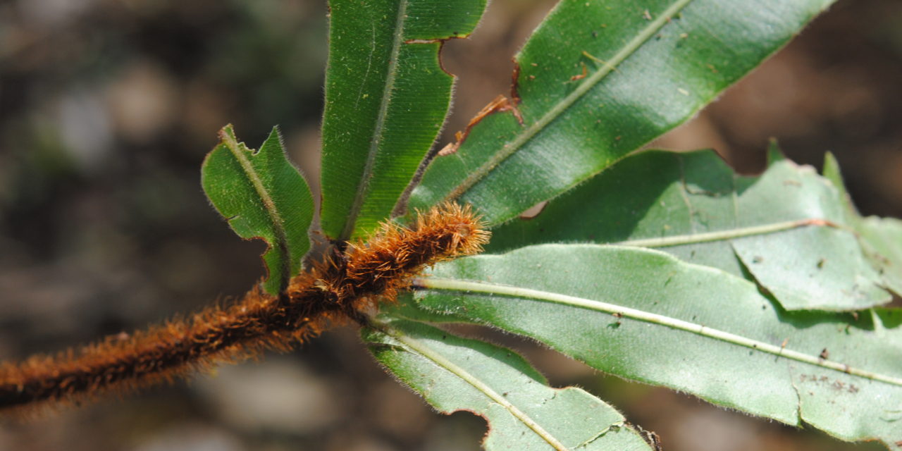 Oleandra neriiformis s.l.