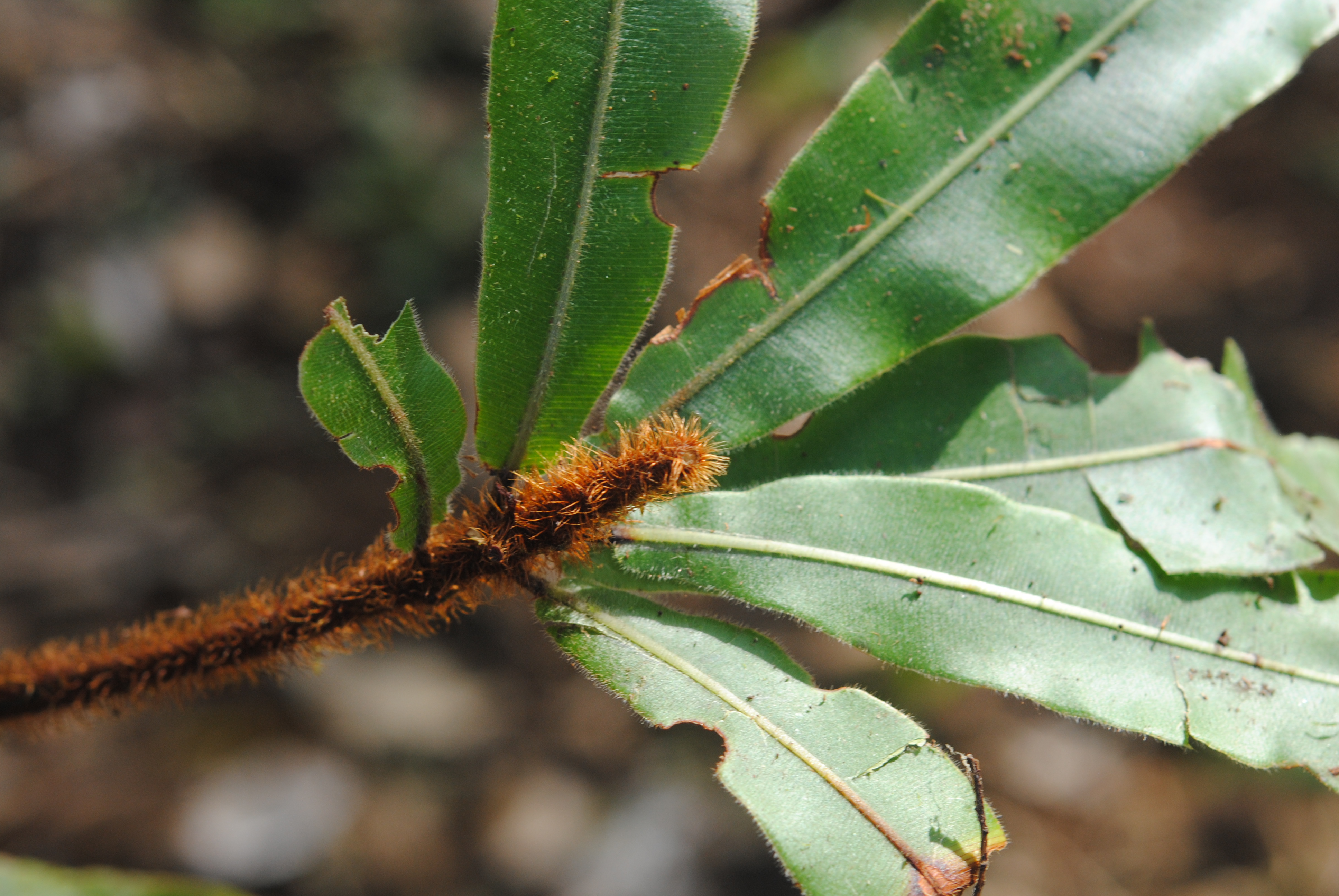 Oleandra neriiformis s.l.