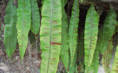 Oleandra quartziticola