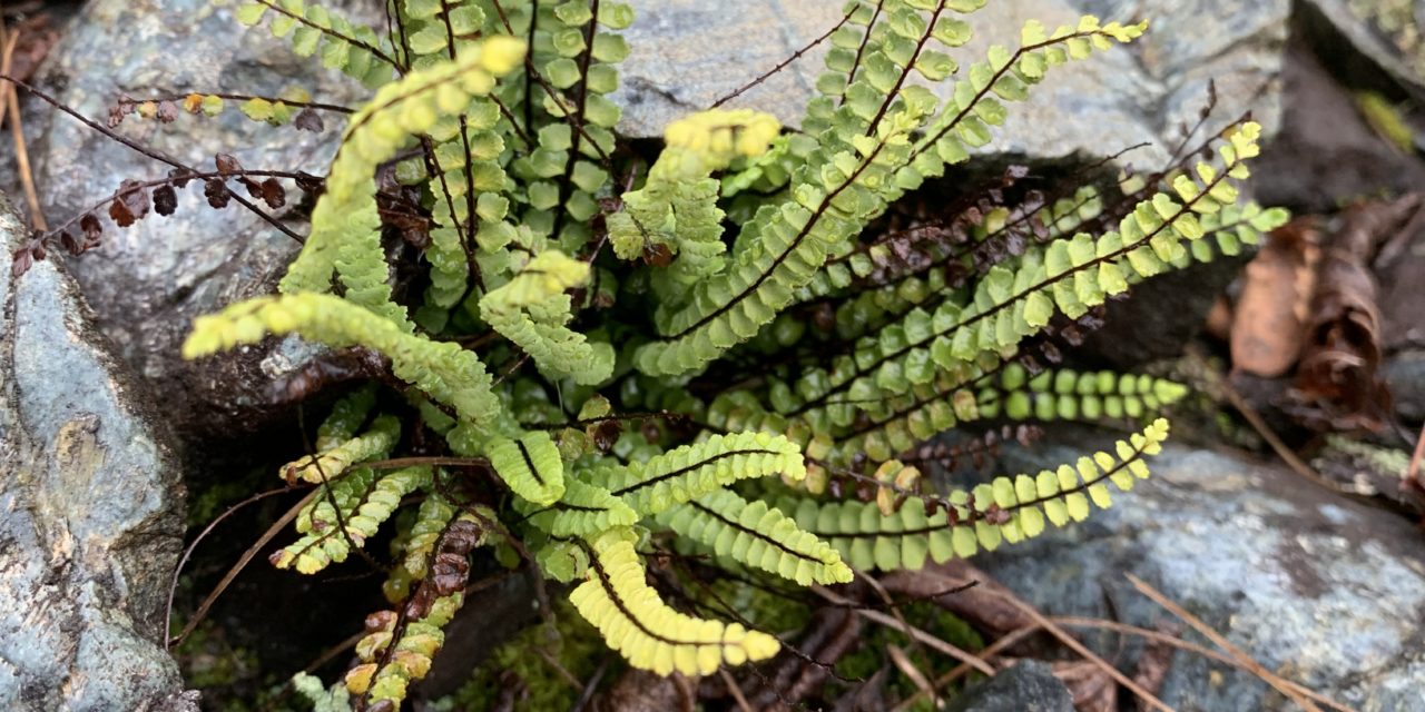 Asplenium trichomanes