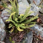 Asplenium trichomanes