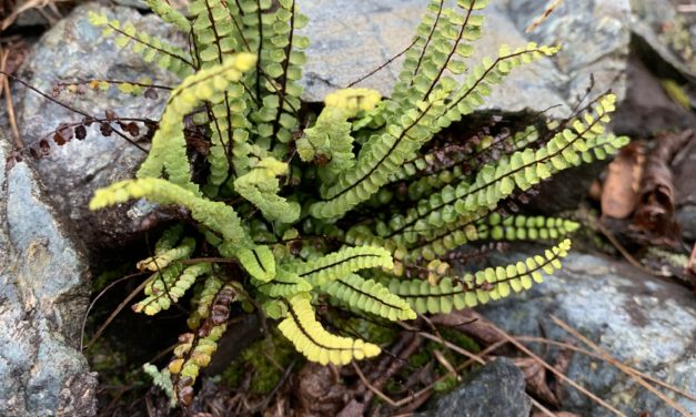 Asplenium trichomanes