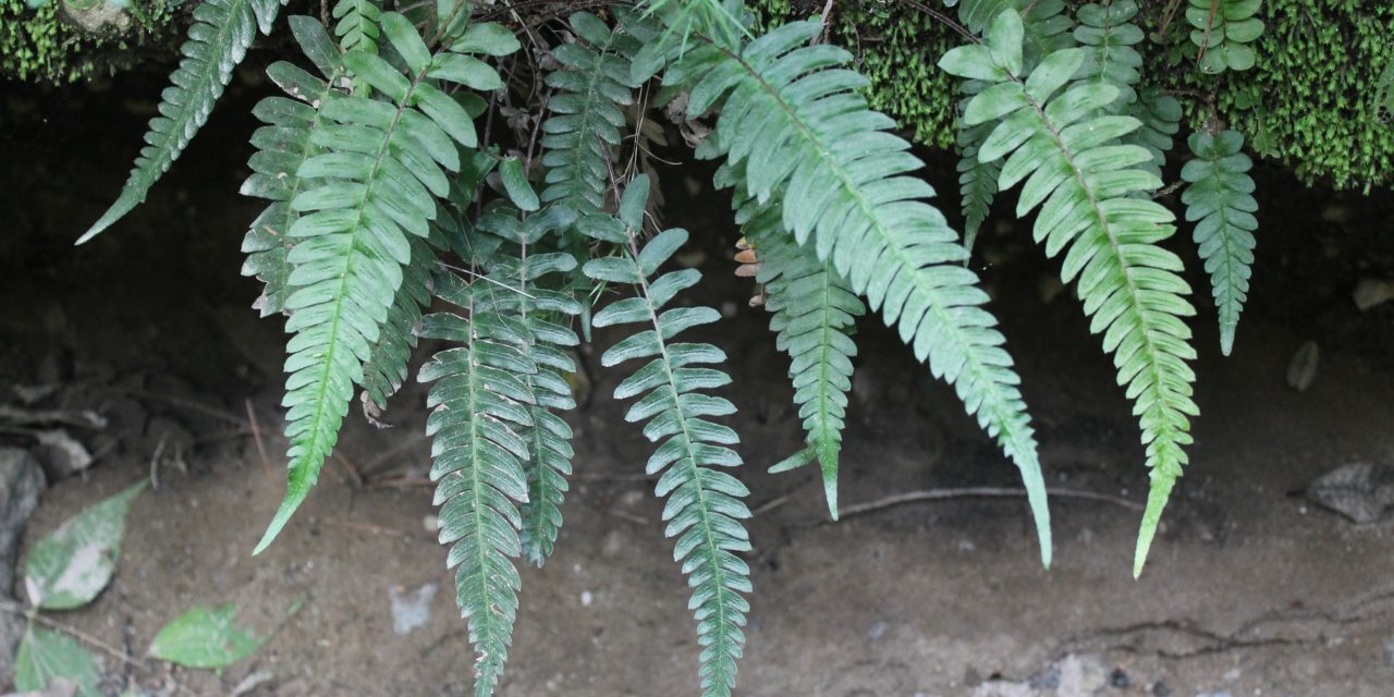 Blechnum appendiculatum