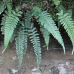 Blechnum appendiculatum