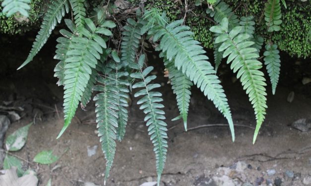 Blechnum appendiculatum