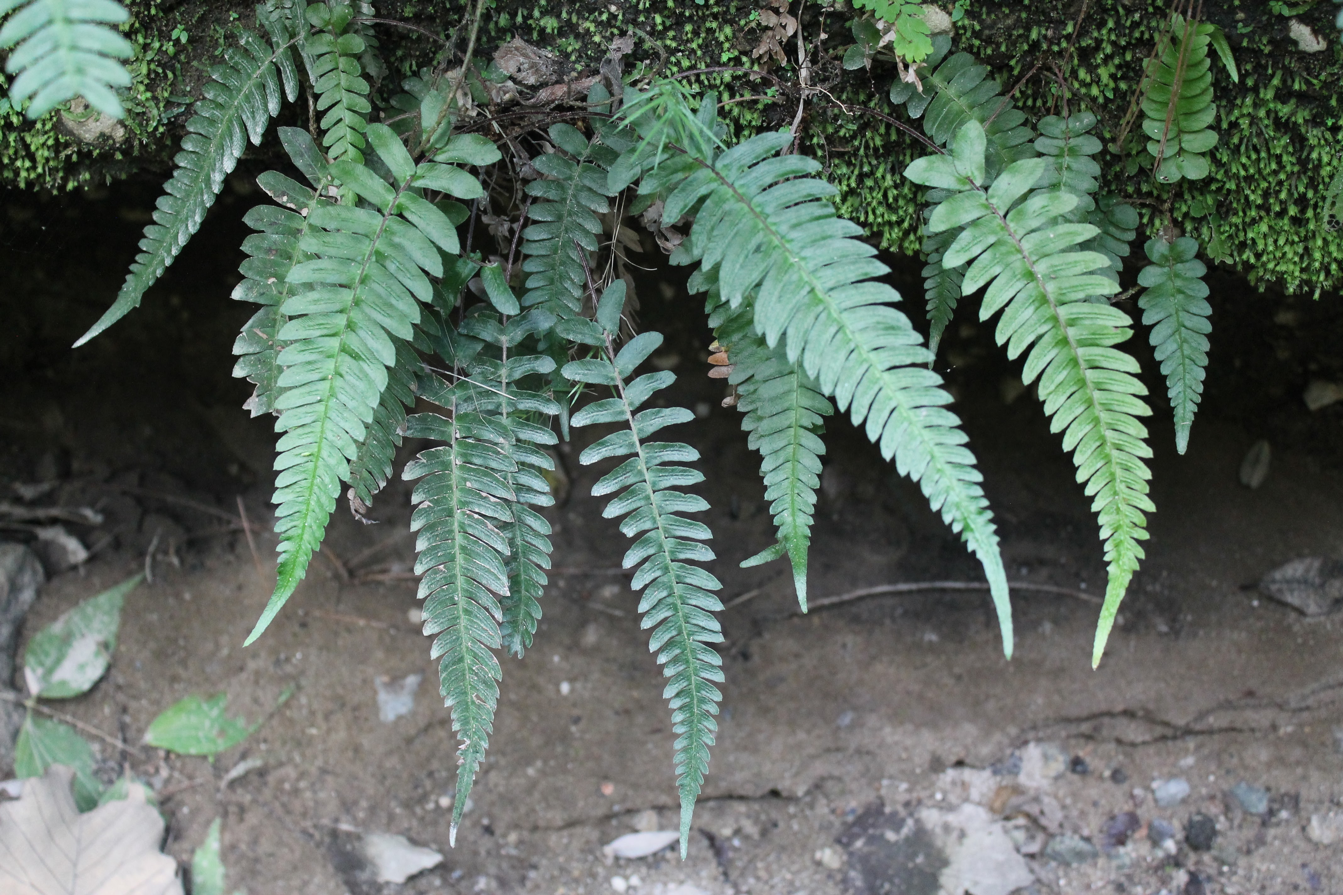 Blechnum appendiculatum