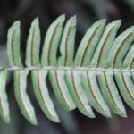 Frond