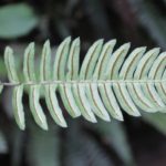 Blechnum occidentale frond