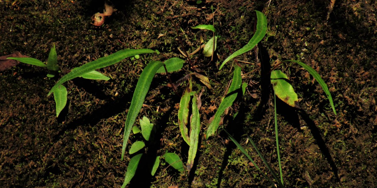 Blechnum lanceola