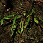 Blechnum lanceola