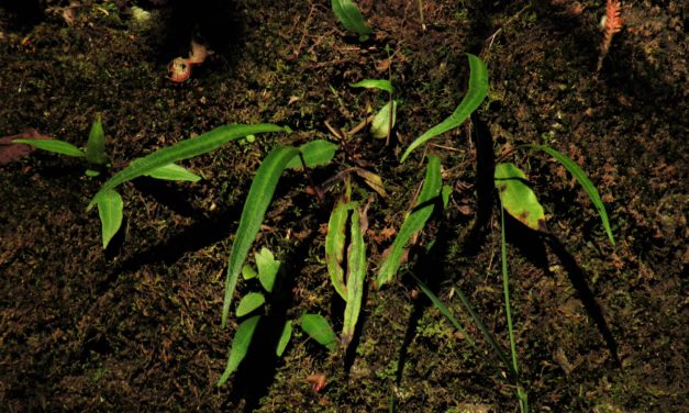 Blechnum lanceola