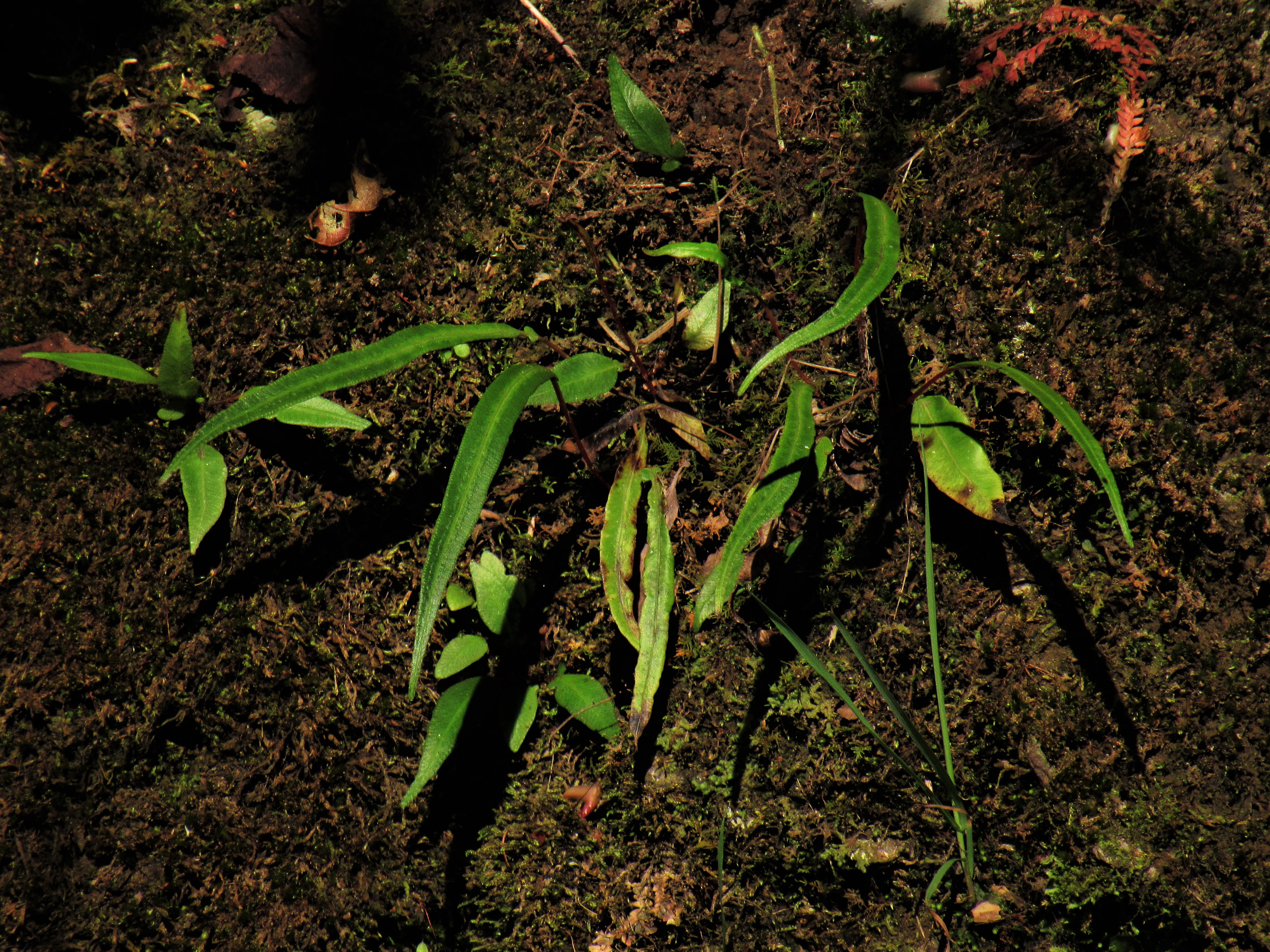 Blechnum lanceola