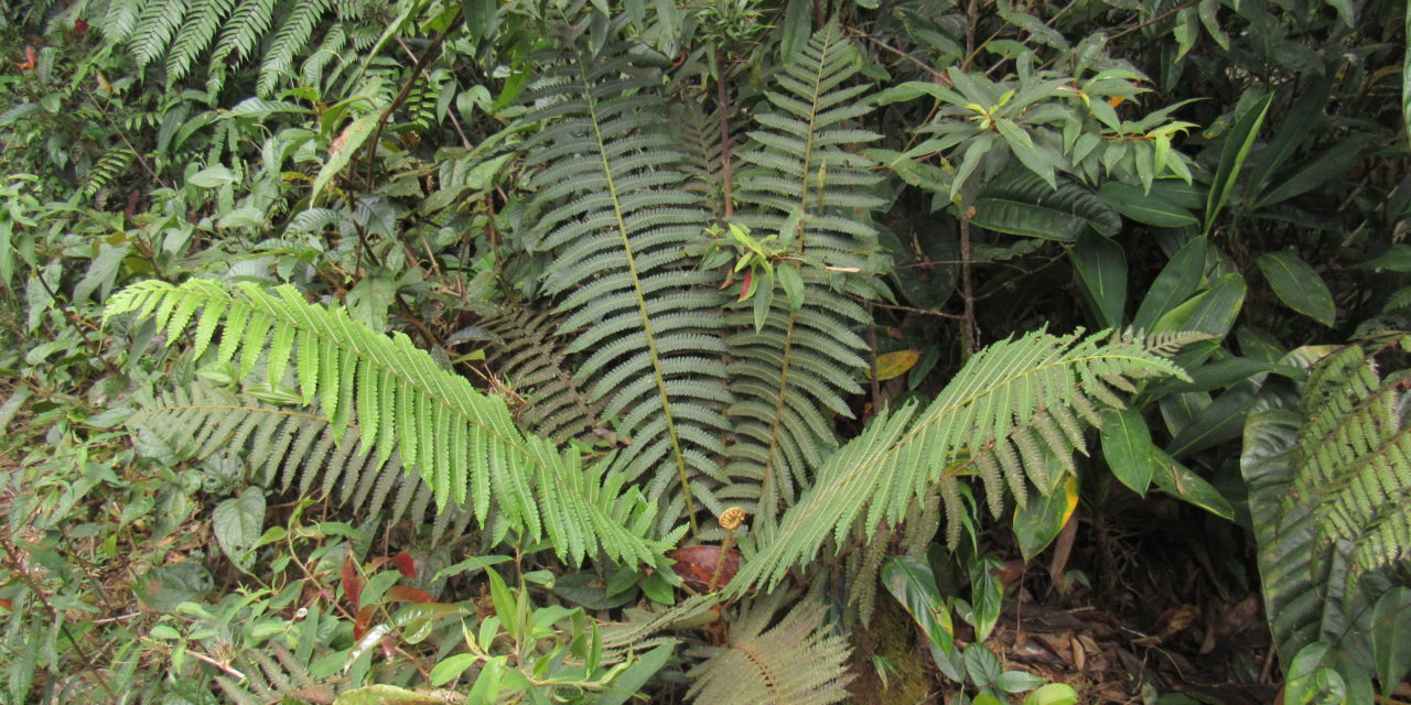 Cyathea bipinnatifida