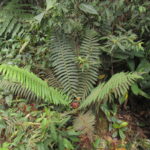 Cyathea bipinnatifida