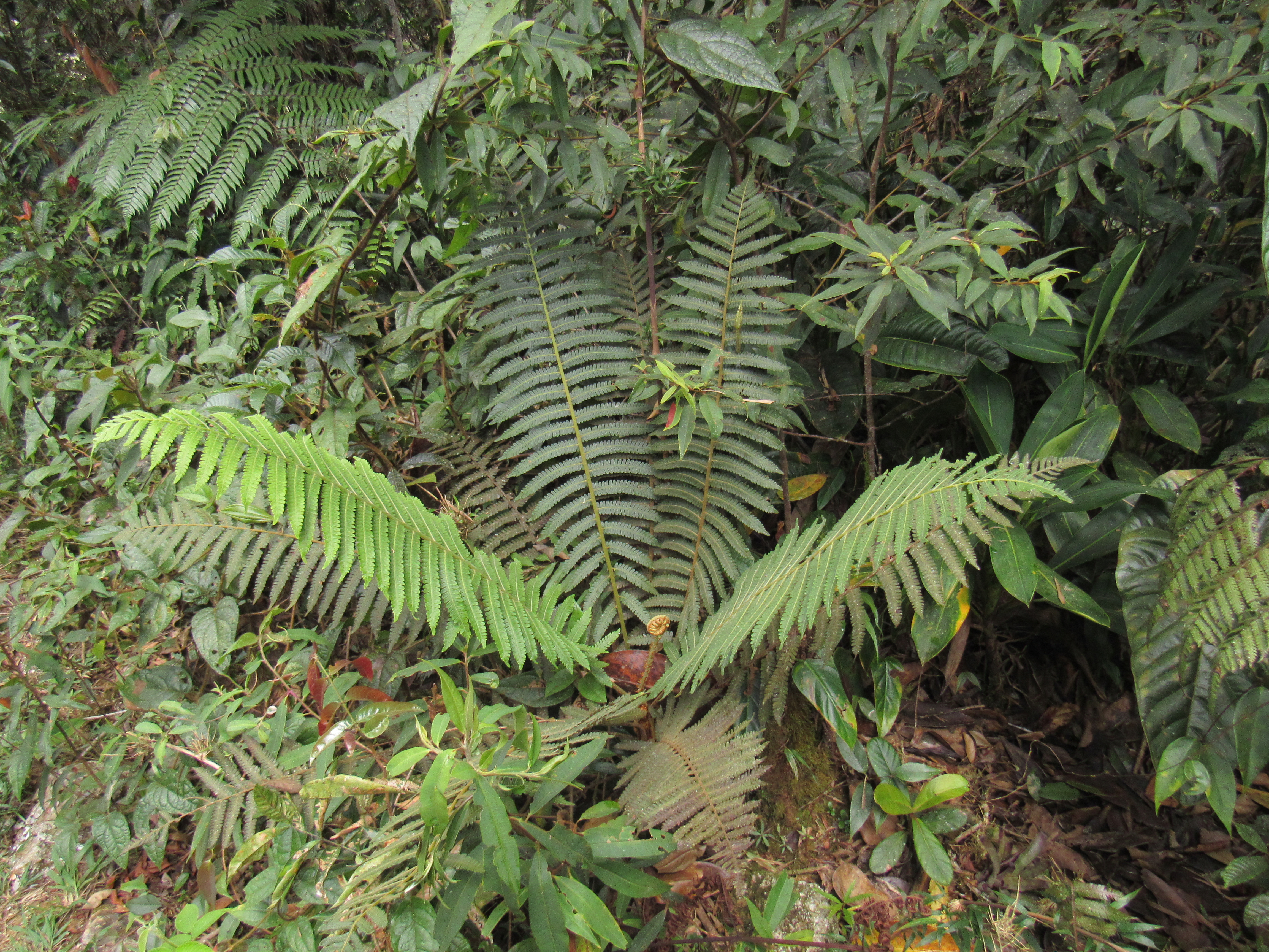 Cyathea bipinnatifida