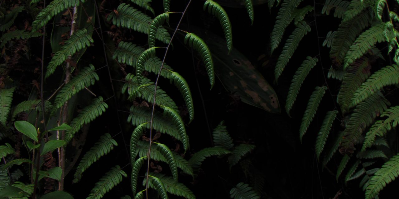 Cyathea latevagans