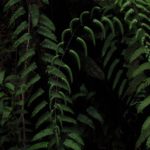 Cyathea latevagans