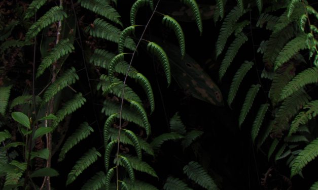 Cyathea latevagans