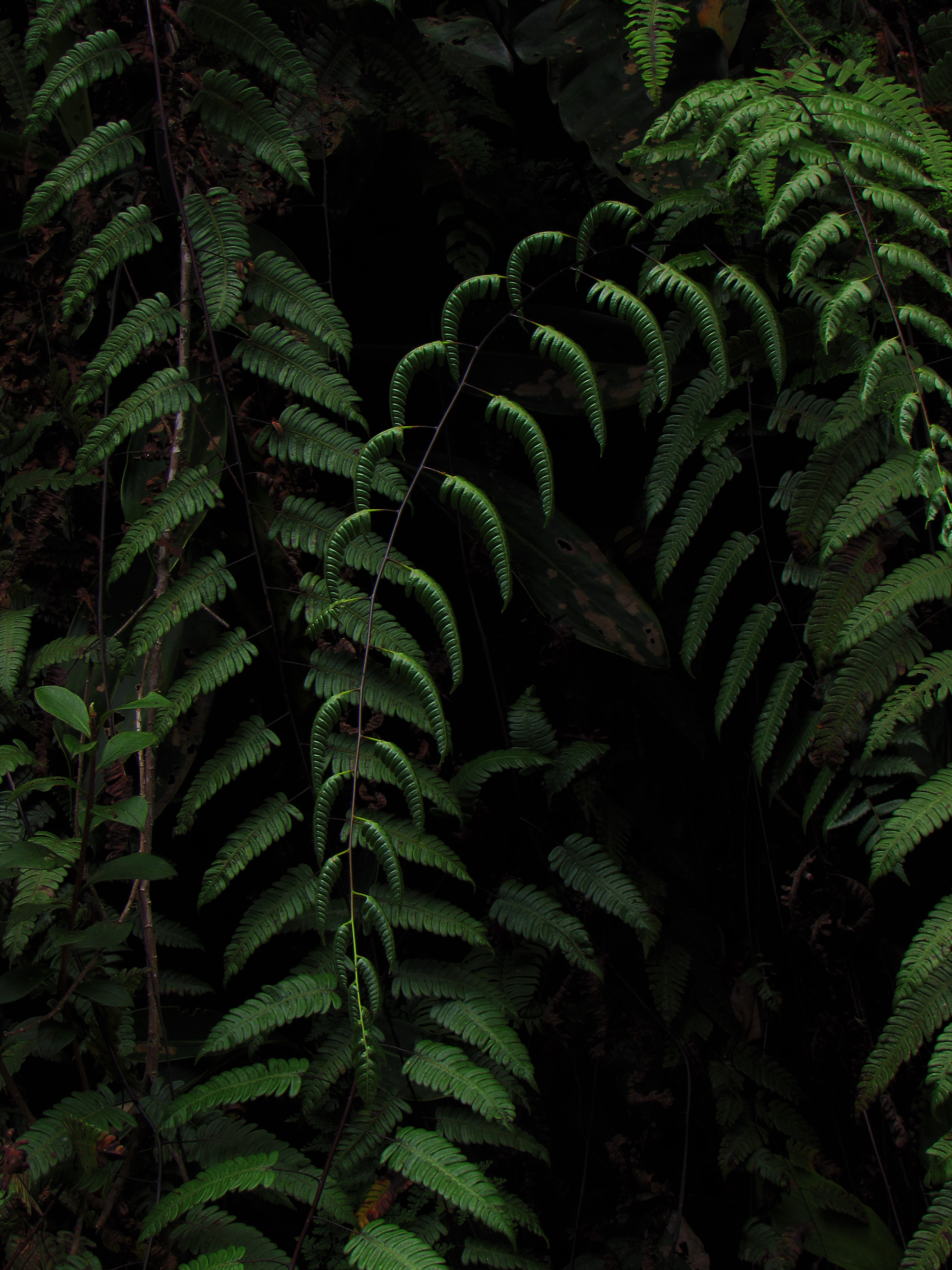 Cyathea latevagans