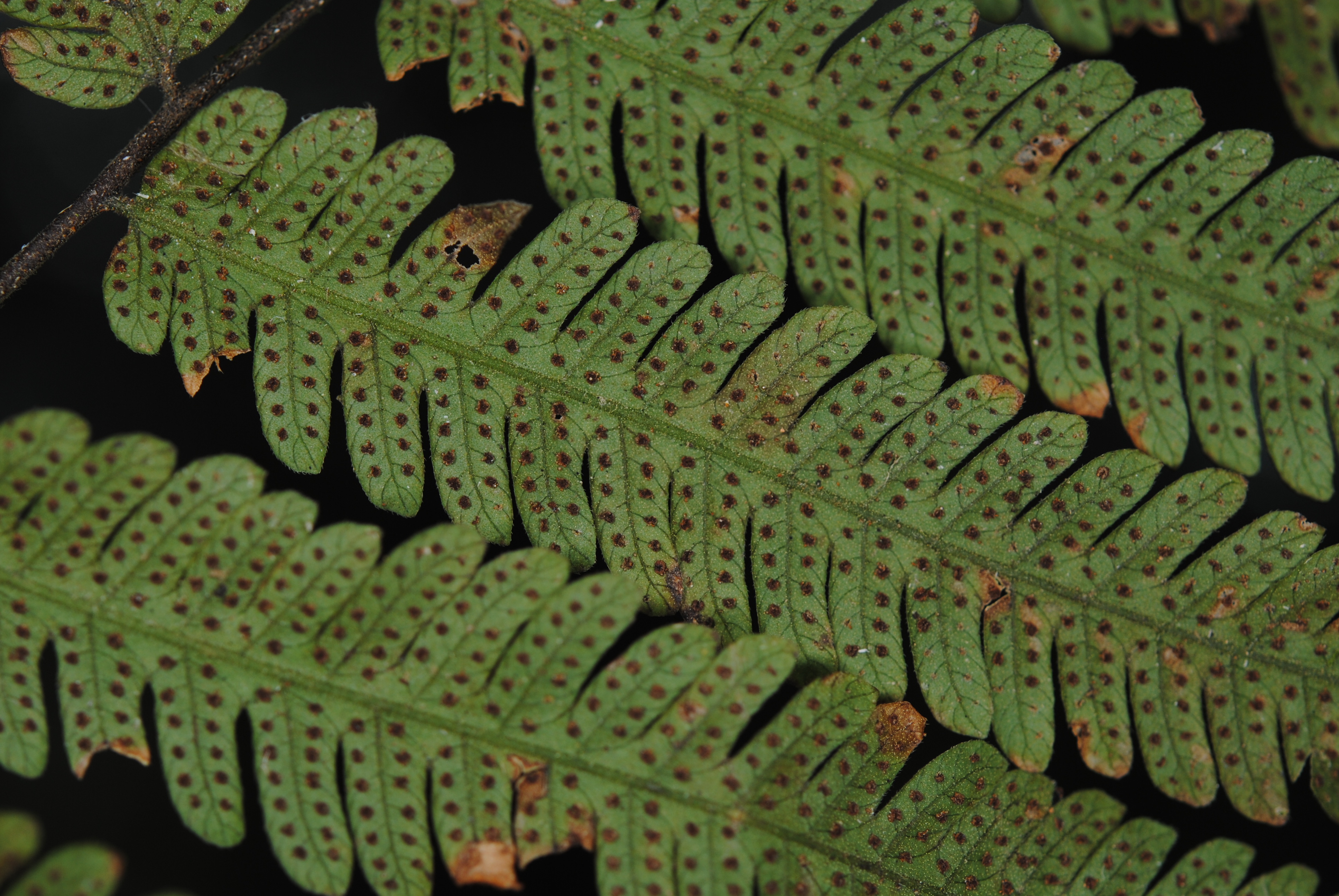 Sphaerostephanos heterocarpus