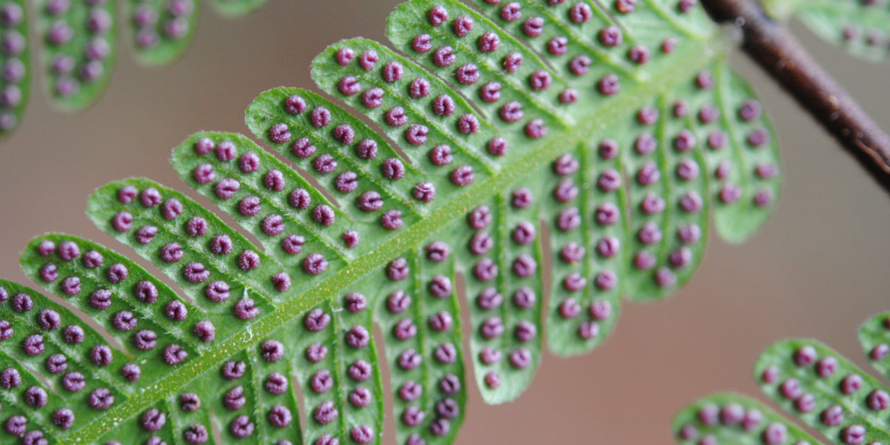 Sphaerostephanos heterocarpus