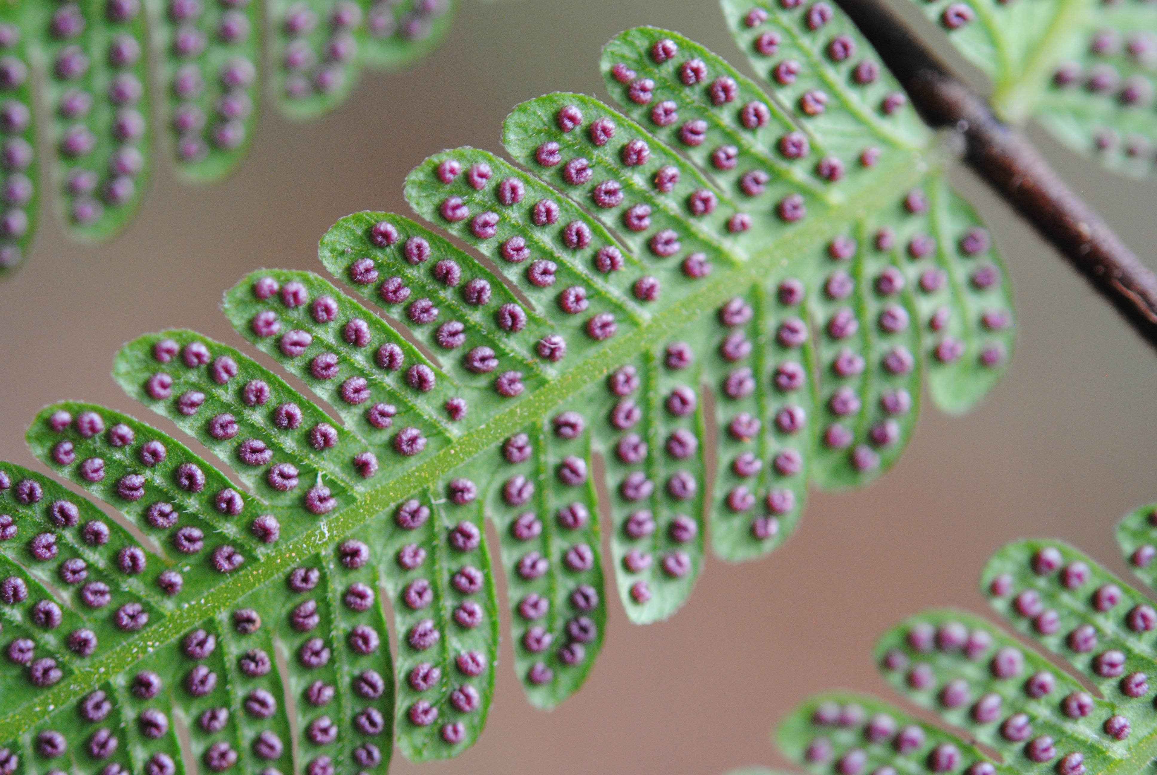 Sphaerostephanos heterocarpus