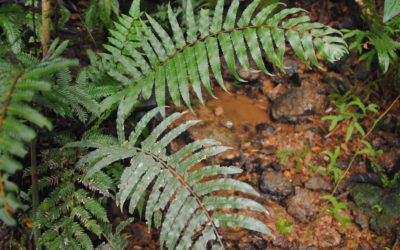 Sphaerostephanos mengenianus