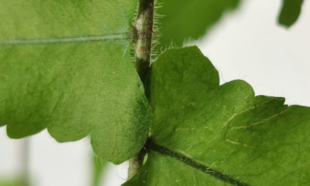 Goniophlebium subauriculatum