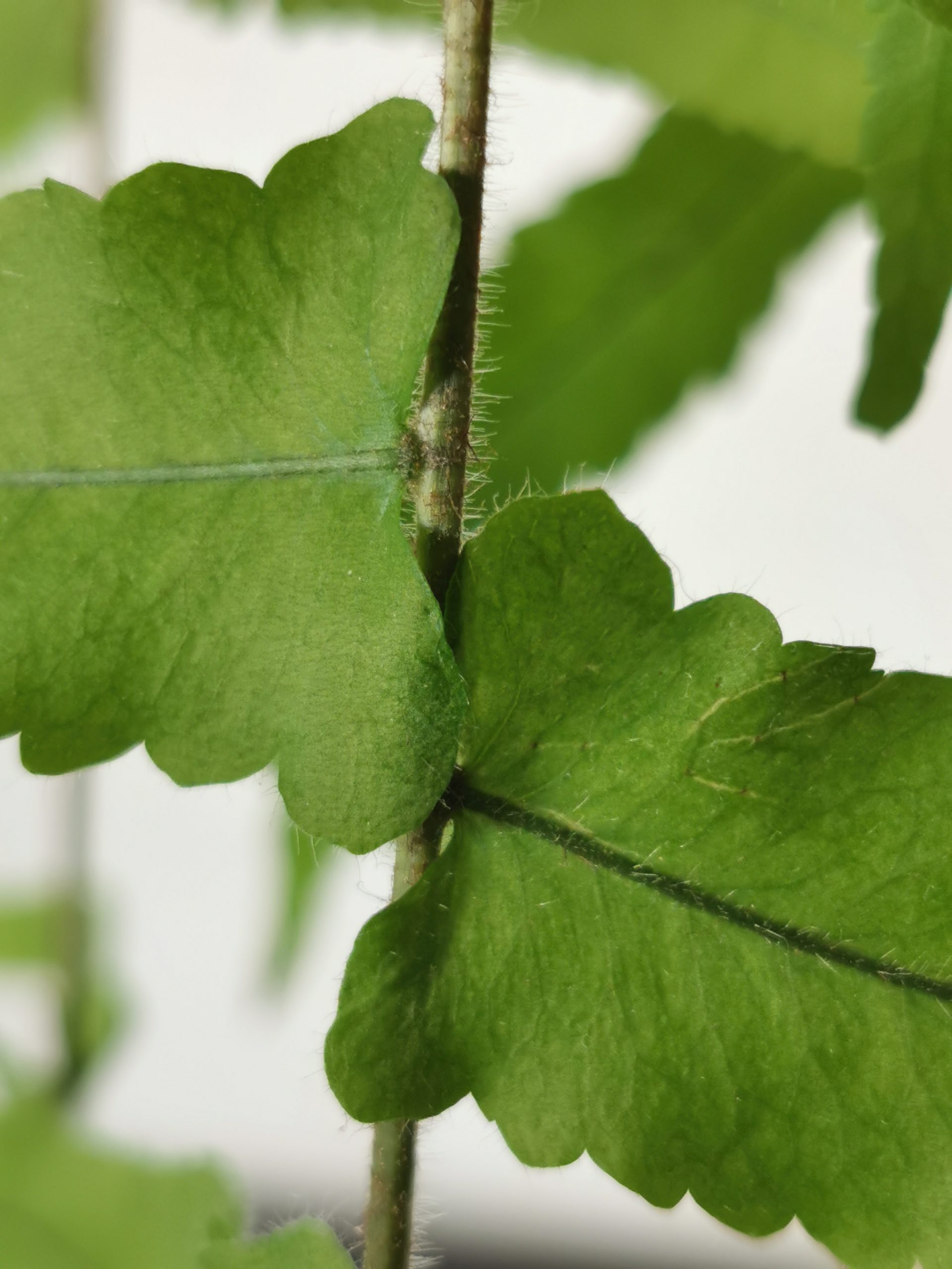 Goniophlebium subauriculatum