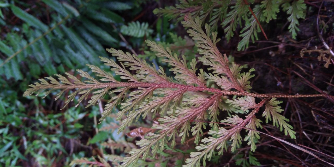 Selaginella moellendorffii