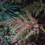 Selaginella moellendorffii