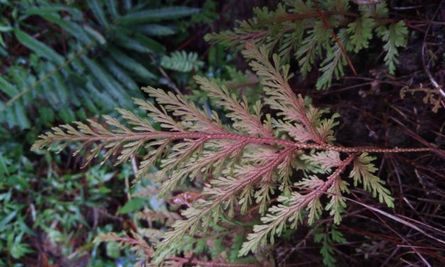 Selaginella moellendorffii