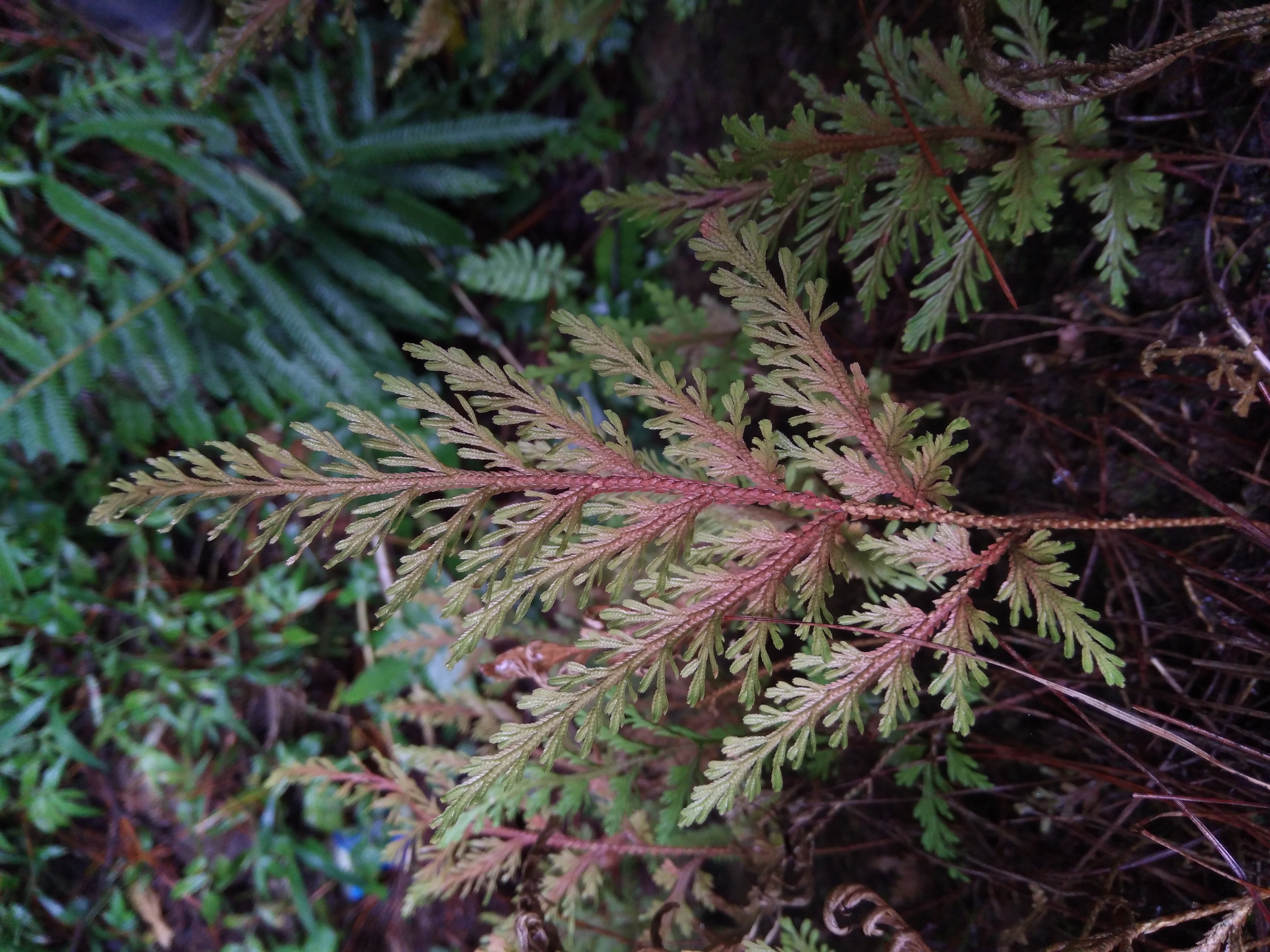 Selaginella moellendorffii