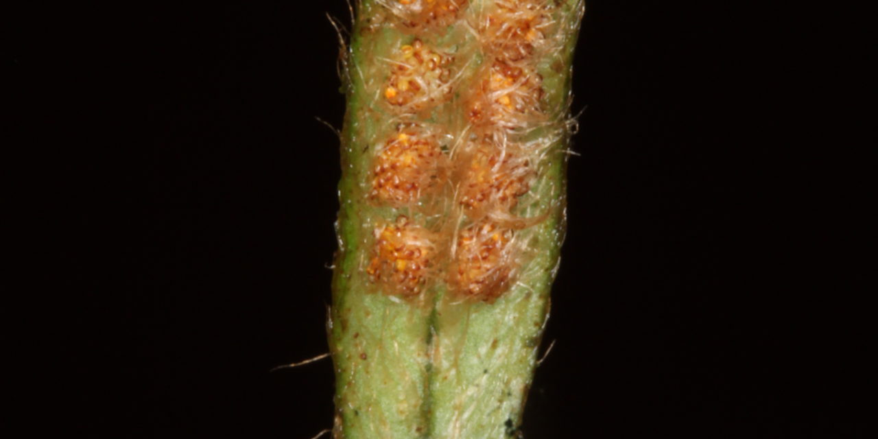 Microgramma tecta