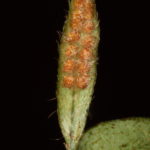 Microgramma tecta