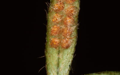 Microgramma tecta