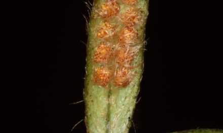 Microgramma tecta