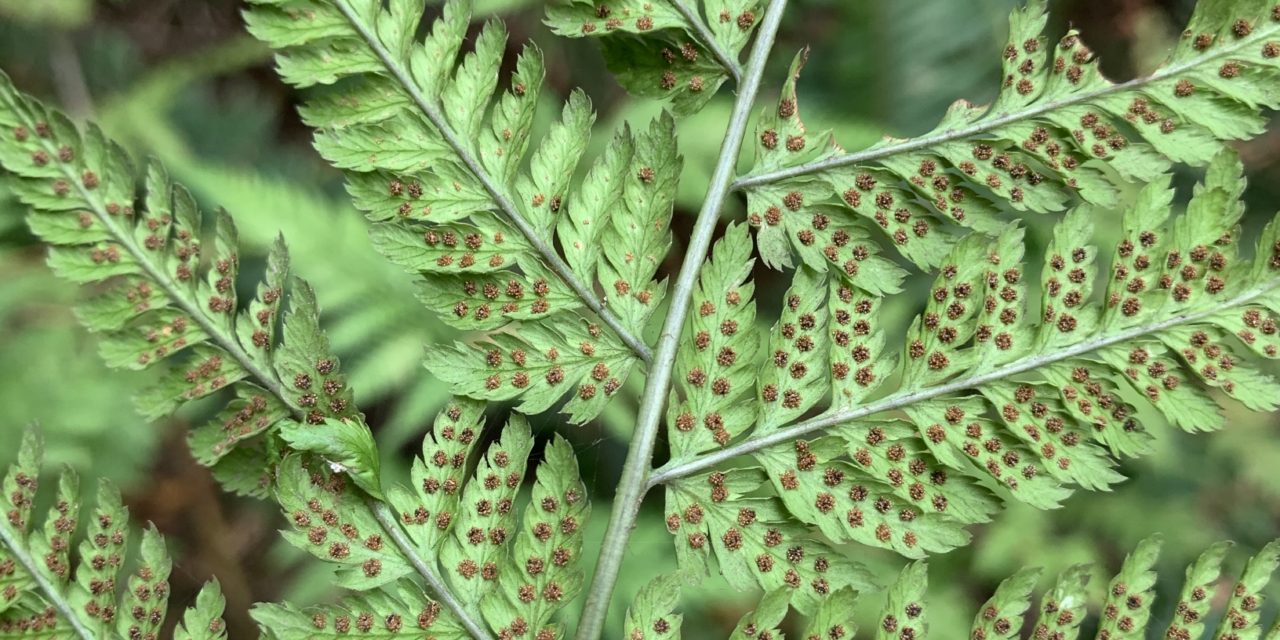 Dryopteris expansa