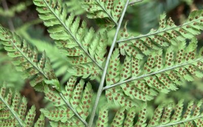 Dryopteris expansa