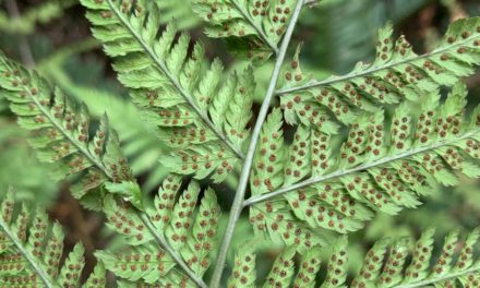 Dryopteris expansa