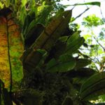 Ferns and Lycophytes of the Nectandra Cloud Forest Reserve, Costa Rica