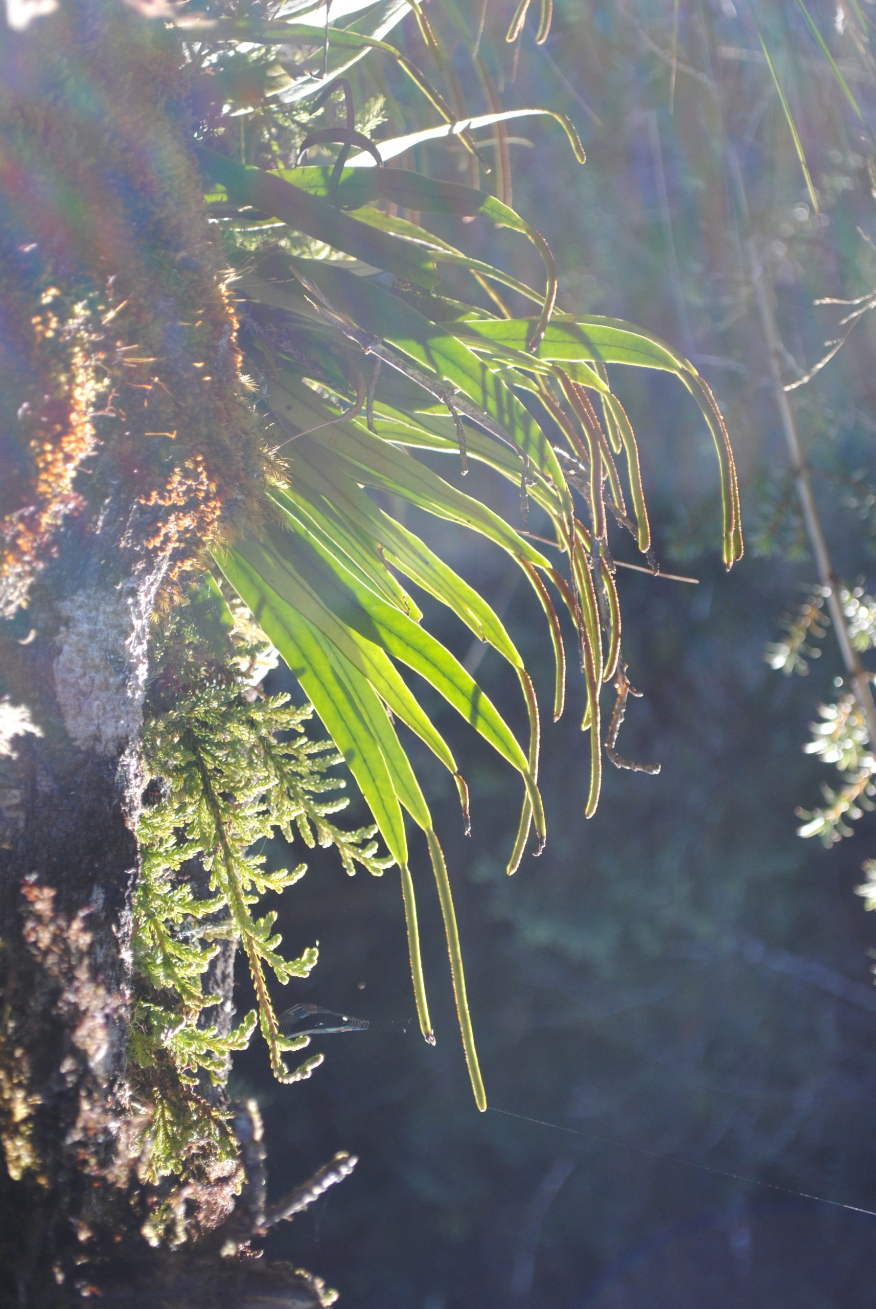 Lepisorus spicatus