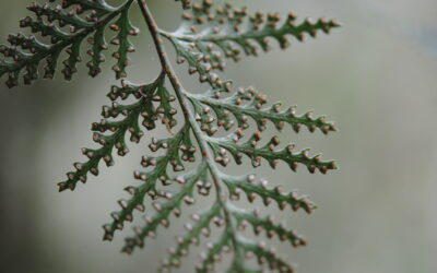 Davallia repens s.l.