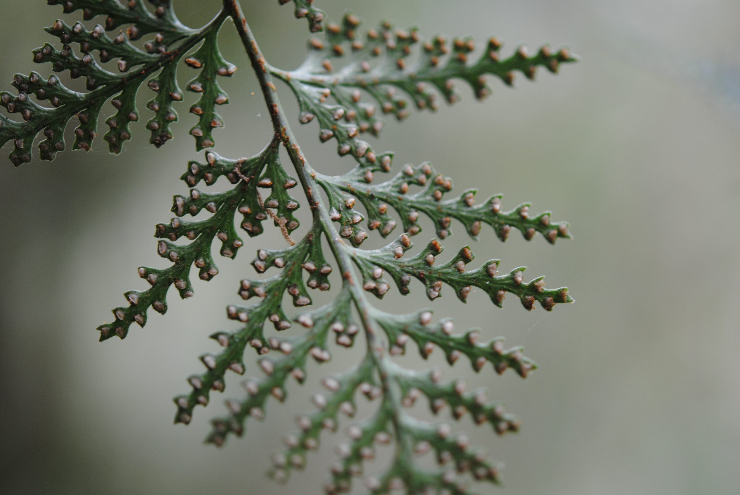 Davallia repens s.l.